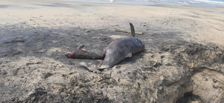 Dolphin Carcasses Washed Ashore In Odisha’s Pentha Beach