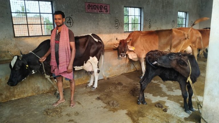Livestock Advisory Helps Odisha Farmer To Milk More Profit