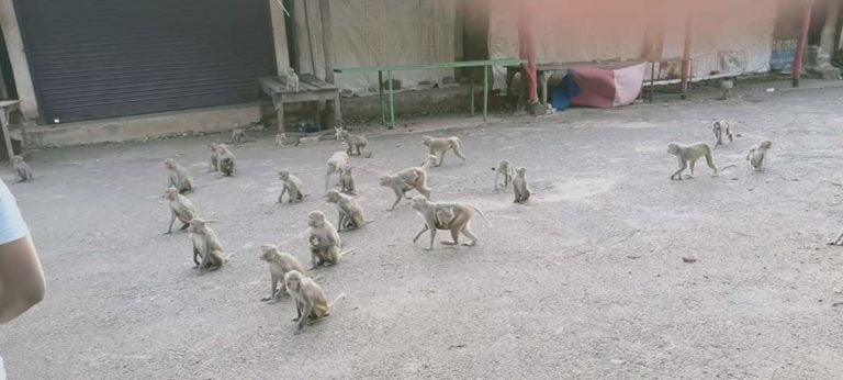 Lockdown Pangs: Social Organisations Help Kapilash Monkeys Survive