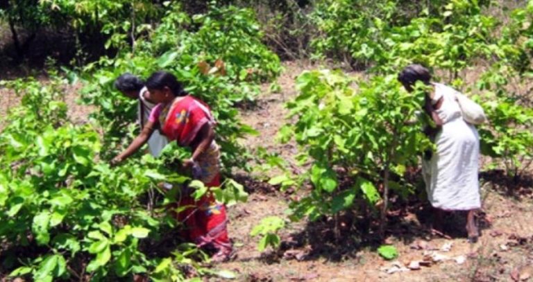 gst exemption on kendu leaf