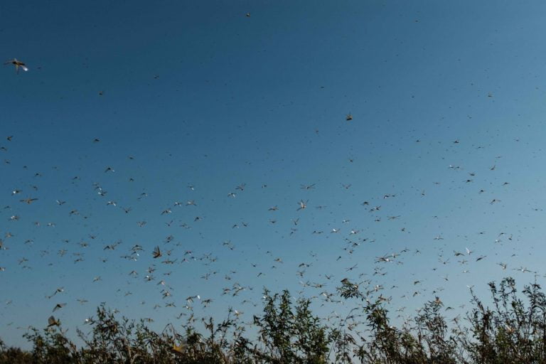 Odisha Govt Issues SOP As Locust Swarm Enters Chhattisgarh