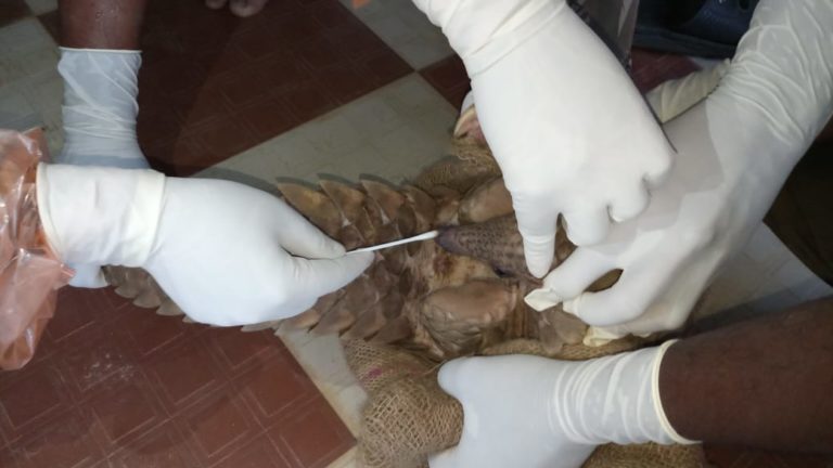 Swab Of Rescued Pangolin In Odisha Sent For COVID-19 Test