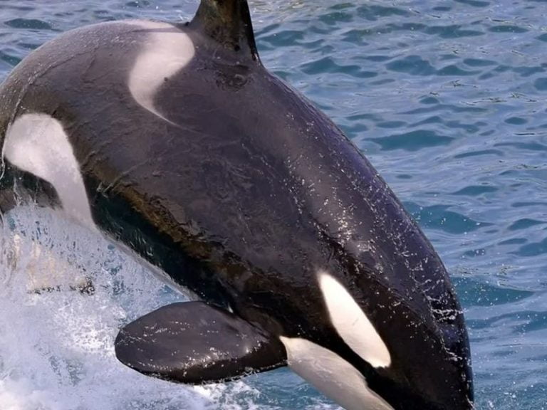 Did You Know That Whales Can Sing? Read Details Here