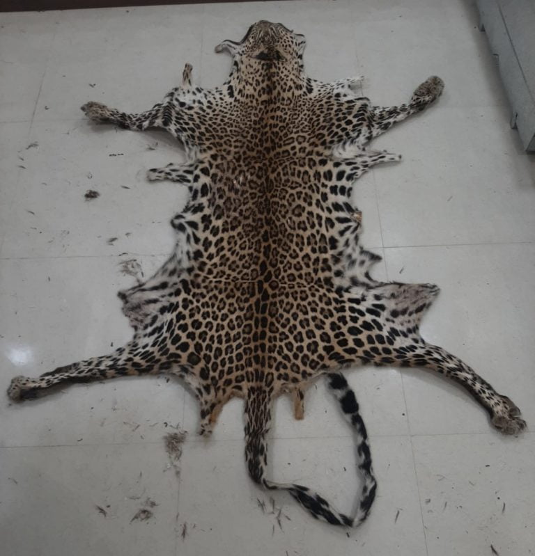 Two Held For Illegally Trading Leopard & Deer Skins In Odisha