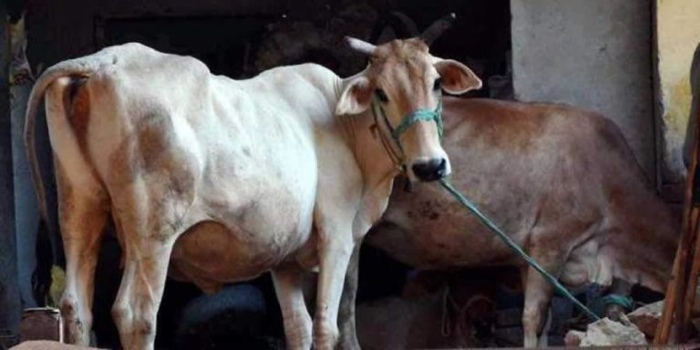 Cow's Jaw Blown Away After It Chews Bomb-Stuffed Fruit In Odisha's Berhampur