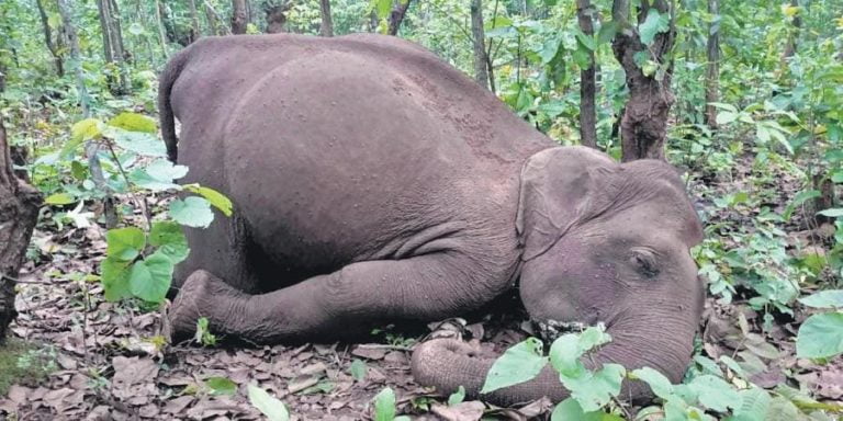 Live Wire Trap Killed Elephants In Odisha’s Keonjhar