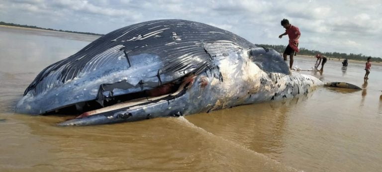 [Watch] 36 Ft Long Whale Spotted Lying In Pool Of Blood On Mandarmani Beach In Bengal