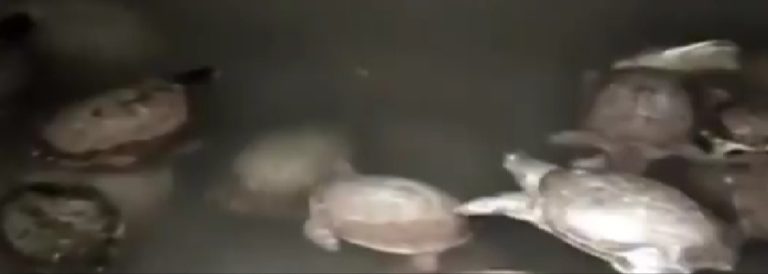 95 Rare Turtles Seized In Odisha’s Nabarangpur
