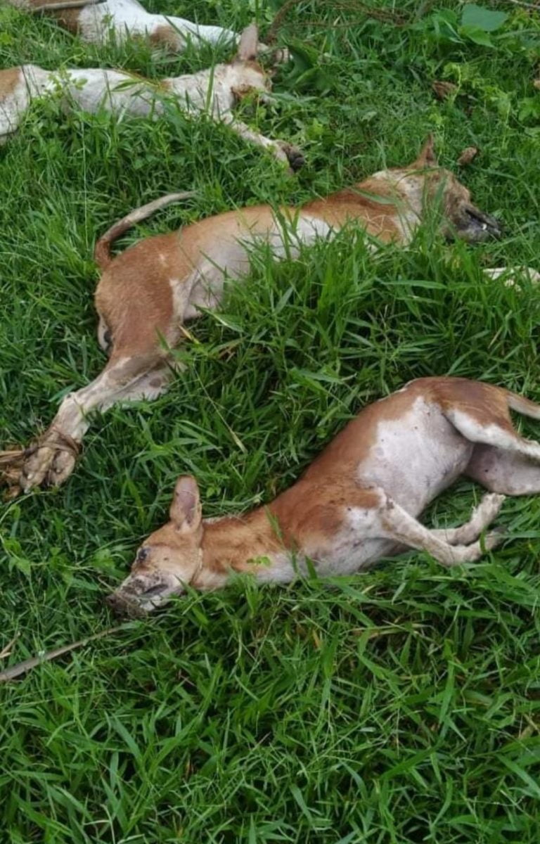 Man Poisons 40 Stray Dogs To Avenge His Goat Being Bitten In Cuttack District