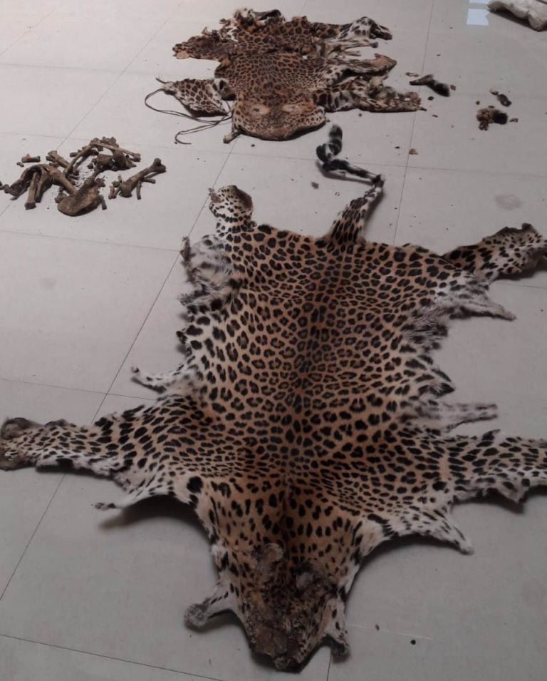 Wildlife crime