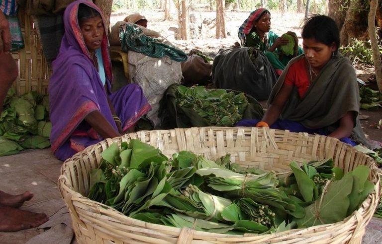 MFP Items Worth Over Rs 2,000 Crore Procured In India Since April