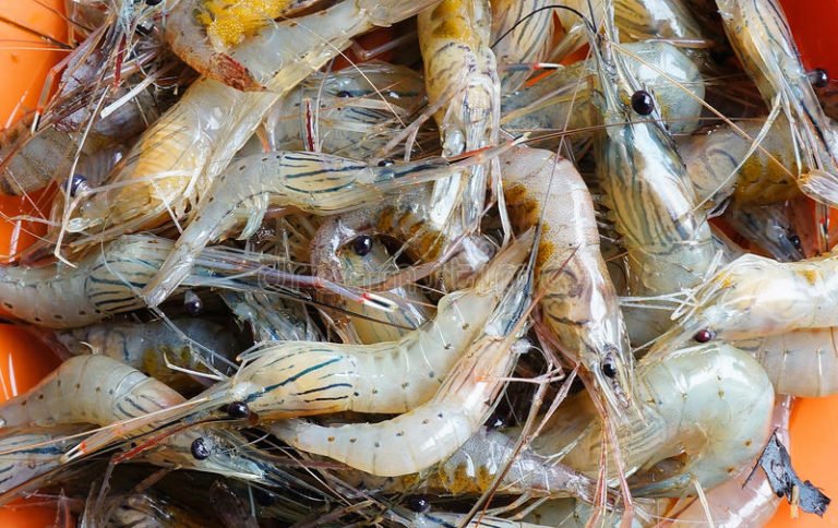 prawns