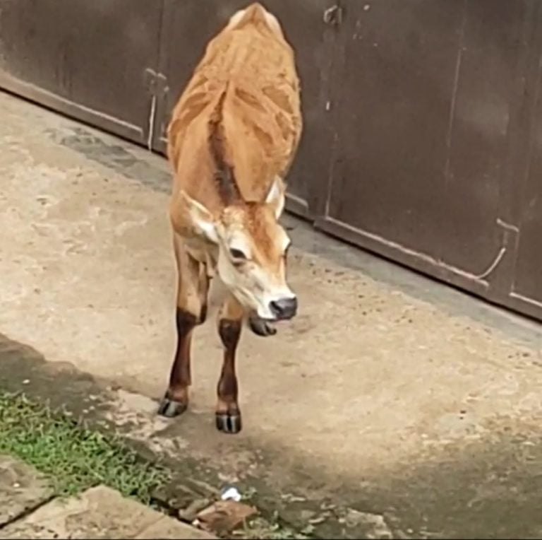 The Heart-Touching Story Of An Abandoned Calf — A Bull In The Making!