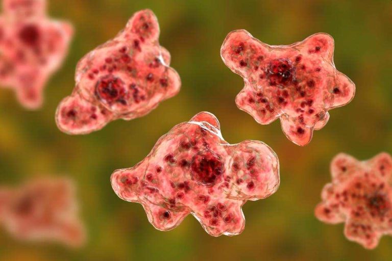 Extremely Rare Case Of Brain-Eating Amoeba Confirmed In Florida
