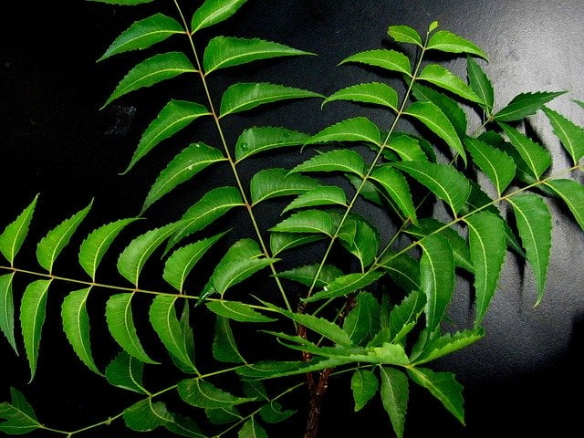 neem leaf