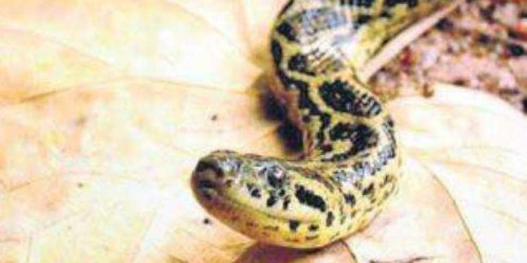 Another Yellow Anaconda Dies In Bhubaneswar Zoo