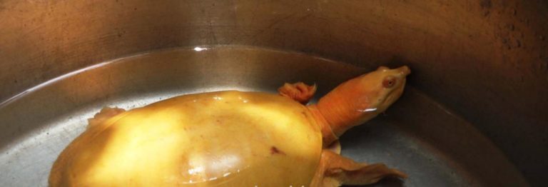 Rare Golden Turtle Rescued In Odisha’s Bhadrak