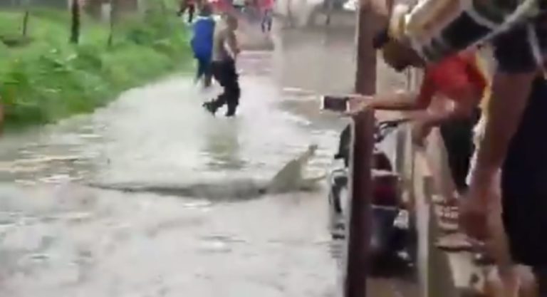 Fact Check: Did A Crocodile Actually Stray Into A Jajpur Locality Amid Flood?