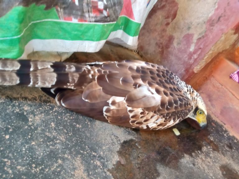 Rare Bird Rescued In Odisha’s Ganjam