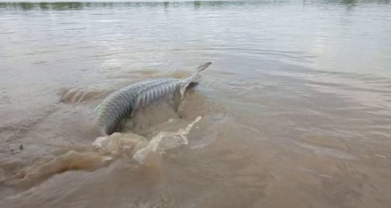 Fish Weighing ‘Over 10 Quintals’ In Odisha’s Hirakud Reservoir!