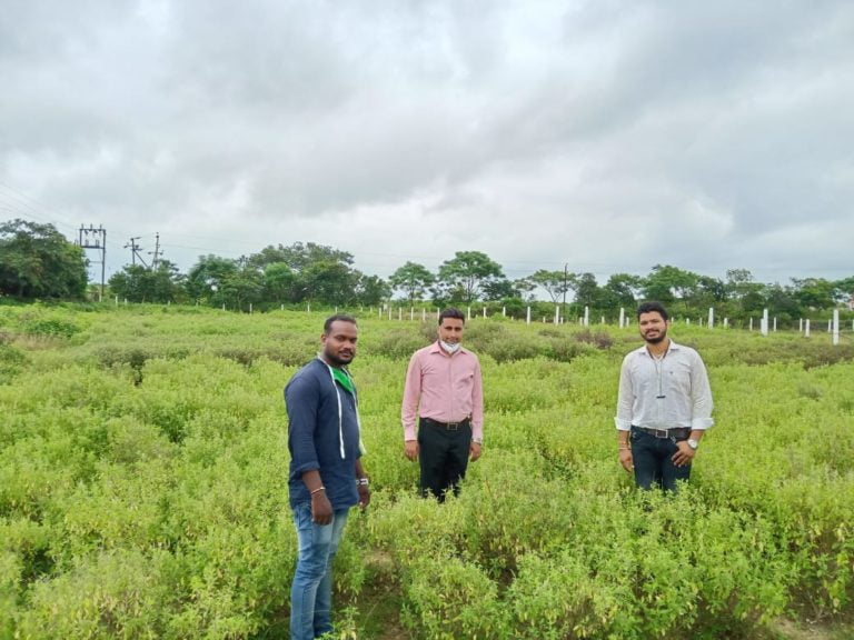Bhubaneswar-Based SOA Researchers Help Farmers With Organic Cultivation & Value Addition Of Tulsi