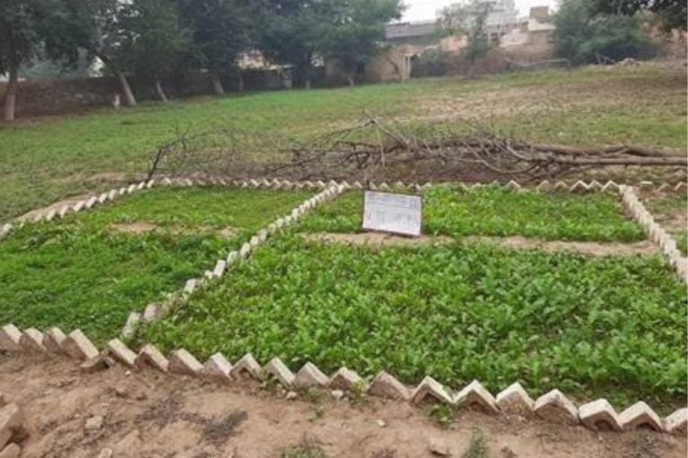 Nutri-Gardens Can Help Build Immunity, Reduce Exposure To COVID-19: Experts