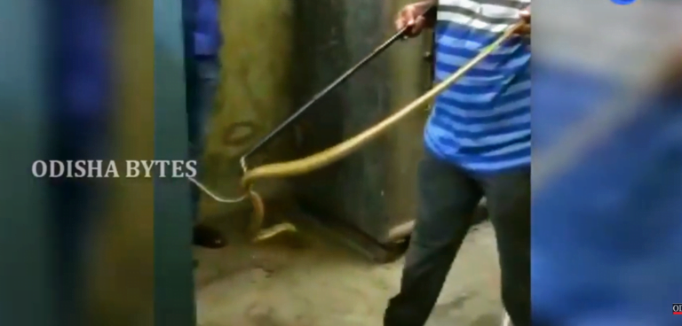 [Watch] Cobra Rescued From SBI Branch’s Strong Room In Bhubaneswar