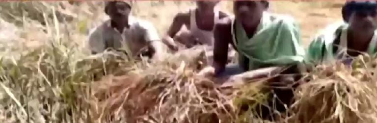 Unseasonal Rain & Hailstorm Damage Crops As Farmers Left Distressed In Odisha’s Jajpur