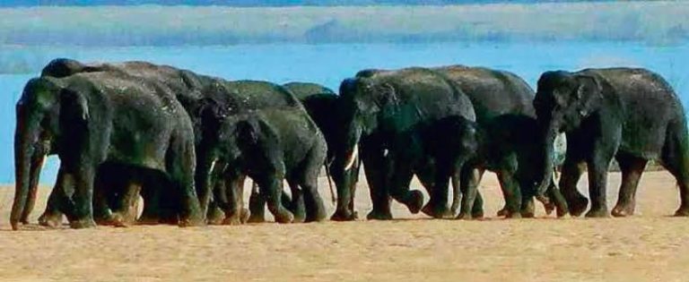 Elephant Herd Trapped In Mahanadi River In Odisha