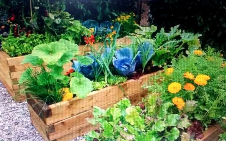 Odisha Govt To Launch Kitchen Garden Scheme In Schools Under MDM