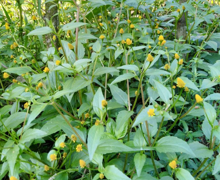 Chennai NGO Uses Diwali Trash To Plant Saplings