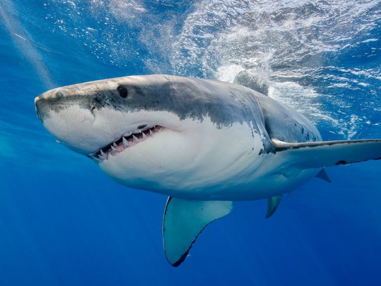 5 Lakh Sharks To Be Slaughtered For Preparing COVID-19 Vaccine: Advocacy Group