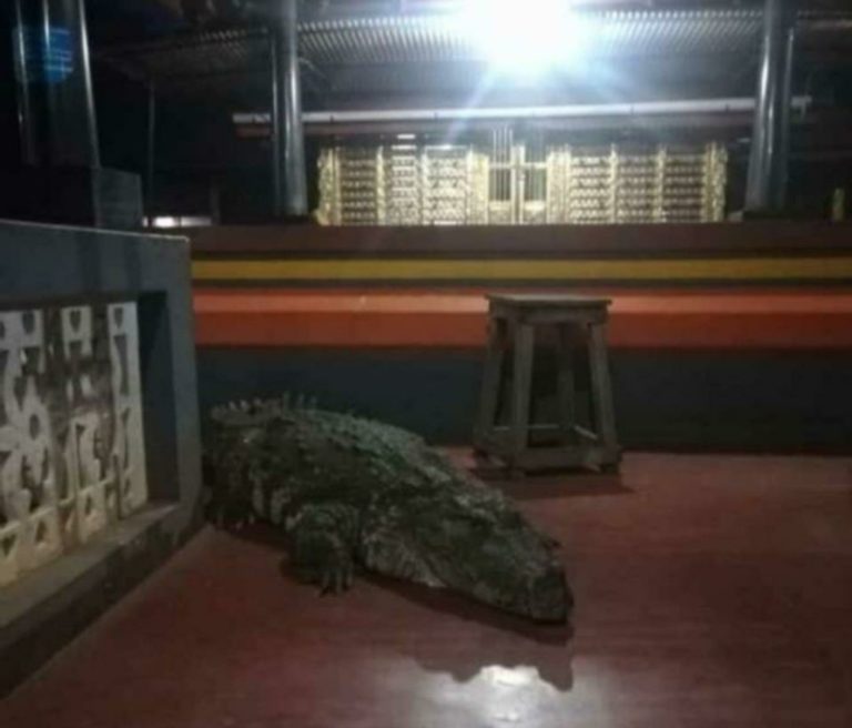 Pictures Of Vegetarian Crocodile That Guards Kerala Temple Are Breaking The Internet