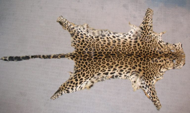 leopard skin