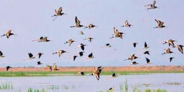Webinar Raises Awareness On Conservation Of Birds Of Odisha’s Mahanadi