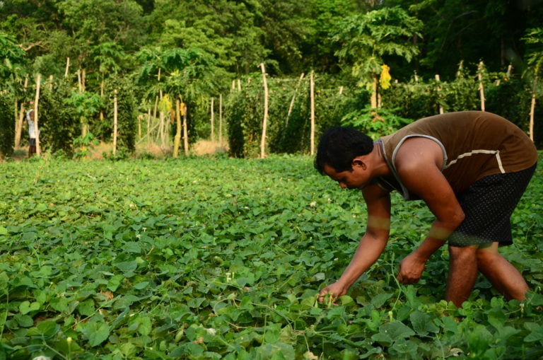 Odisha Farmer Adopts Innovative Methods, Makes Good Profit