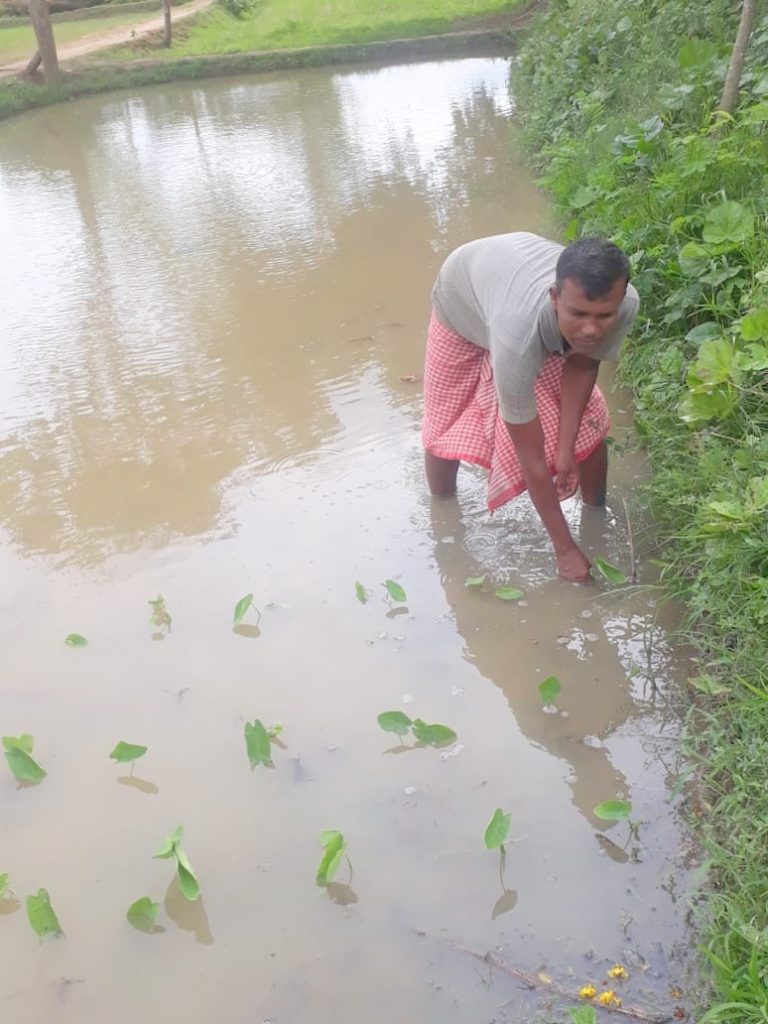 Odisha Farmer Makes More Profit With Less Investment; Know How