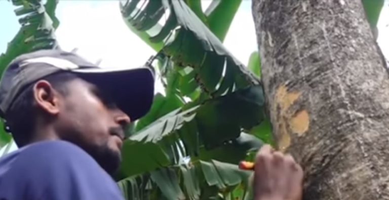 Odisha Artist On Green Mission Carves Portraits of Eminent Personalities On Trees