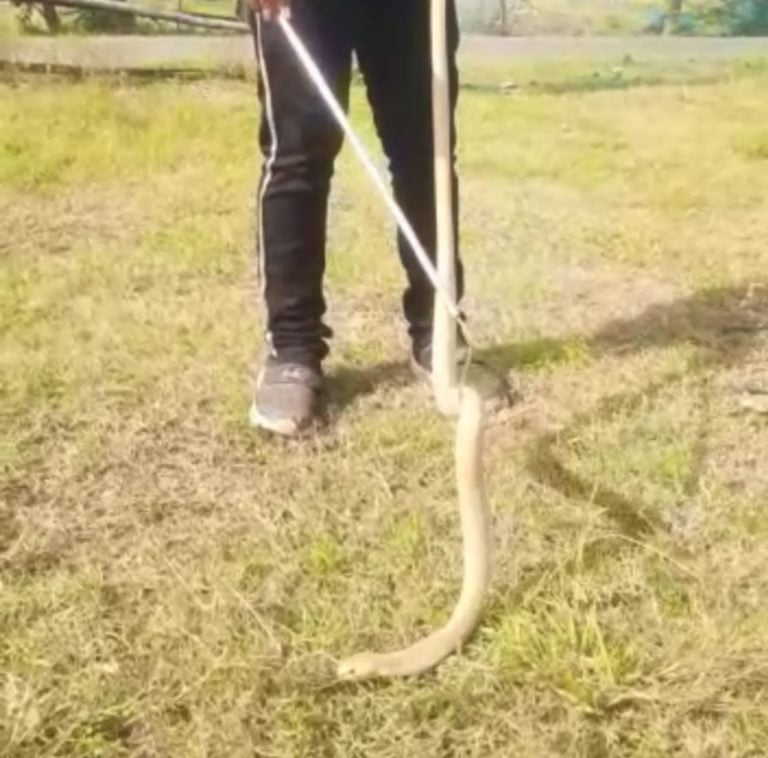 [Watch] Rare Albino Spectacled Cobra Rescued From House In Odisha’s Kendrapada