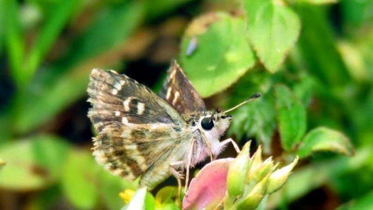 India’s 1328th Species Of Butterfly In Rajasthan