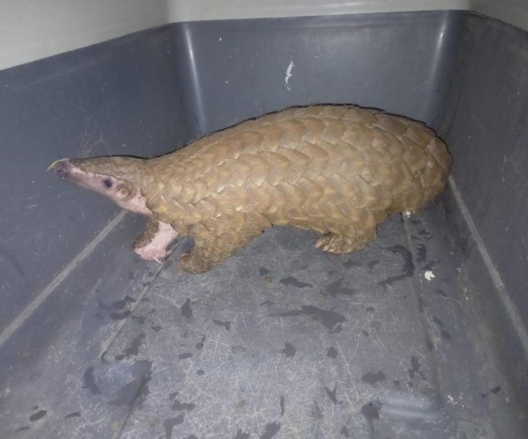 Union Min Prakash Javadekar Praises Odisha Forest Officials For Pangolin Rescue