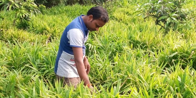 Odisha Farmer Finds A Virtual Plant Doctor To Save His Crops