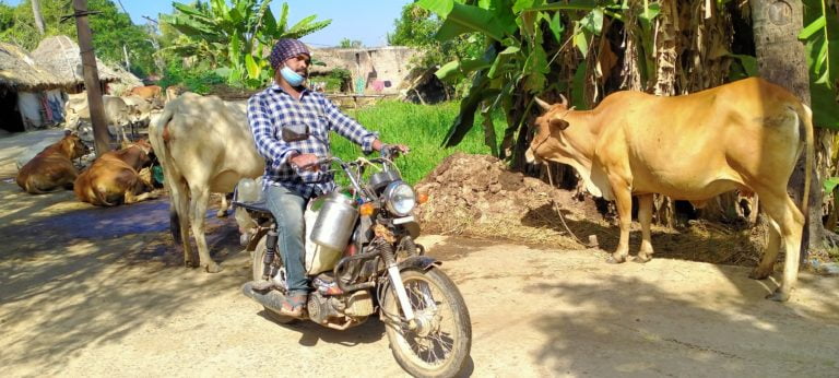 Kendrapara Youth Strikes Gold In Dairy Farming With Virtual Advisories