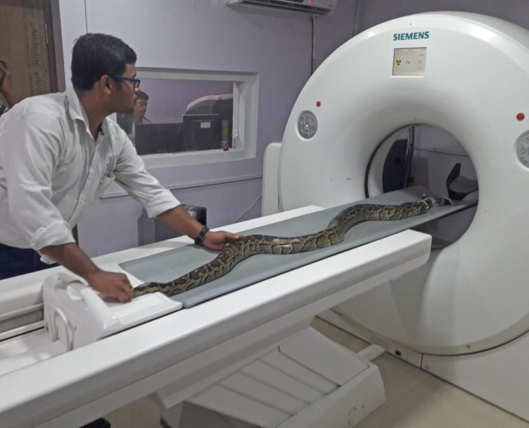 Odia Vet Who Conducted Country’s First CT Scan Of Python, Tops All India Entrance Exam