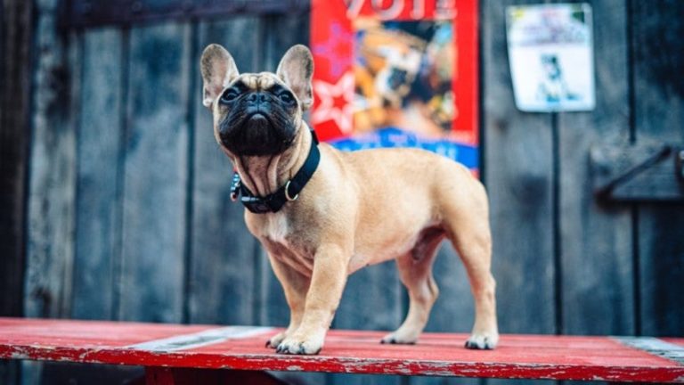 French Bulldog Elected Mayor Of US Town