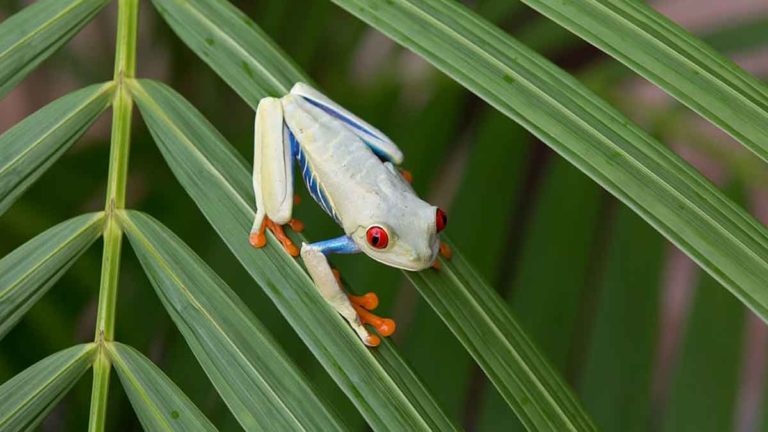 Discovered: New Genus Of Tree Frog In Andaman Islands And Northeast India