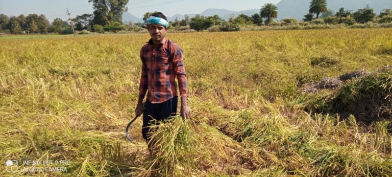Audio Meet & WhatsApp Camp Help Odisha Farmer To Save Crops From Pest Attack