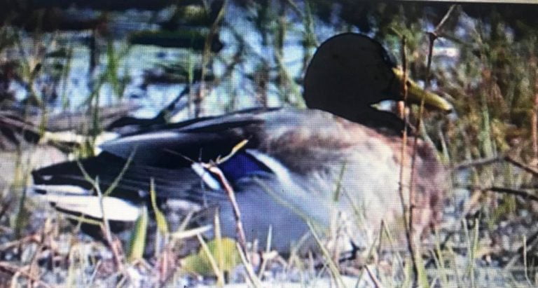 Rare Bird Species ‘Mallard’ Spotted For First Time In Odisha’s Mangalajodi