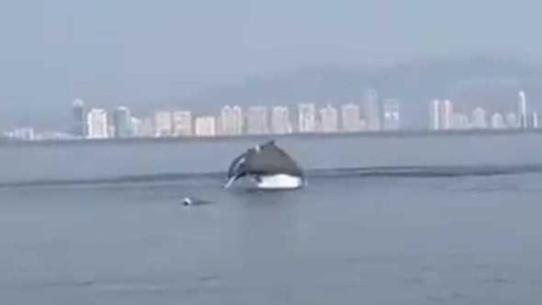 dolphin vashi