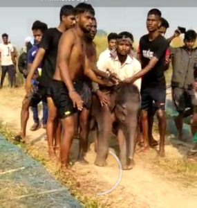 elephant calf ganjam